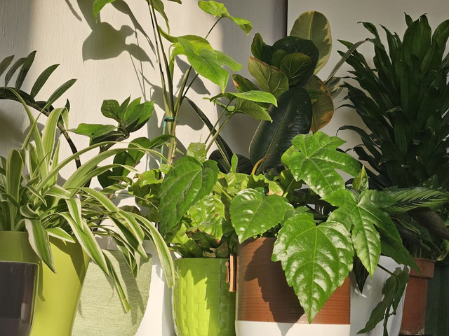 A vibrant, sunlit image of various medicinal herbs and plants, with a focus on Indian botanicals.